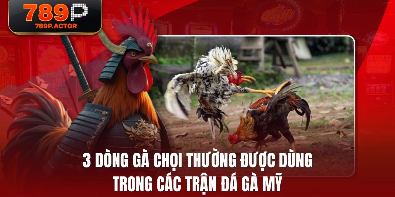 3 dòng gà chọi thường được dùng trong các trận đá gà Mỹ