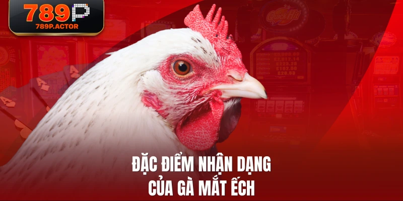 Đặc điểm nhận dạng của gà mắt ếch Đặc điểm nhận dạng của gà mắt ếch