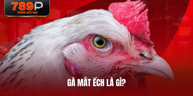 Gà mắt ếch là gì? Gà mắt ếch là gì?