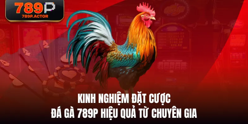 Kinh nghiệm đặt cược Đá Gà 789P hiệu quả từ chuyên gia