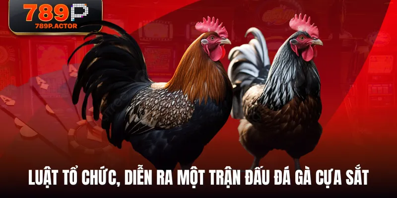 Luật tổ chức, diễn ra một trận đấu Đá Gà Cựa Sắt Luật tổ chức, diễn ra một trận đấu Đá Gà Cựa Sắt