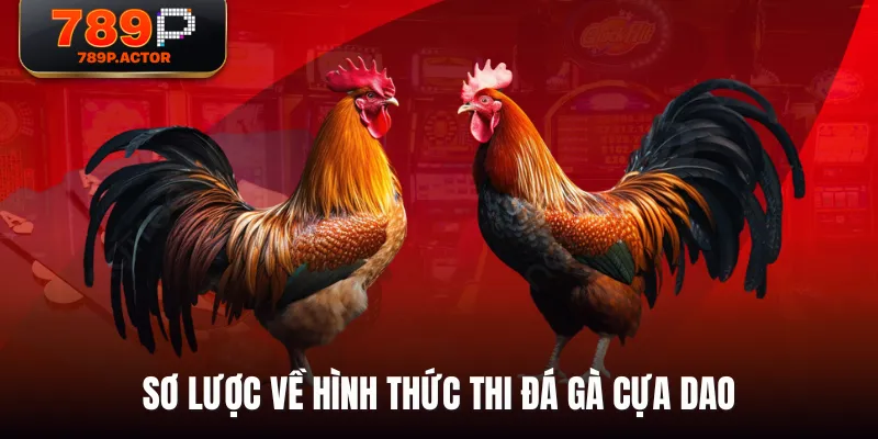 Sơ lược về hình thức thi đá gà cựa dao