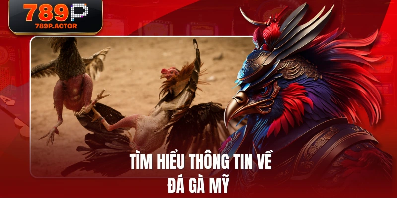  Tìm hiểu thông tin về đá gà Mỹ